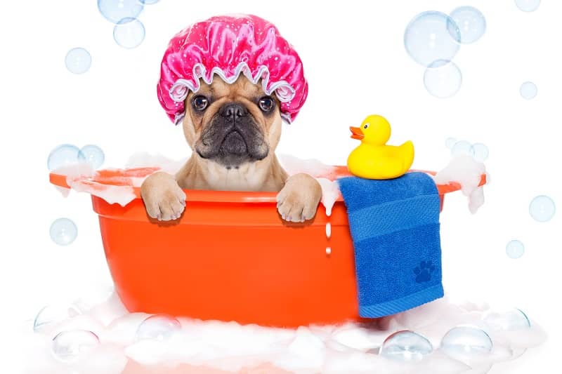 MAMI PET - Pet Shop & Toeletta — Pet shop e toelettatura cani e gatti