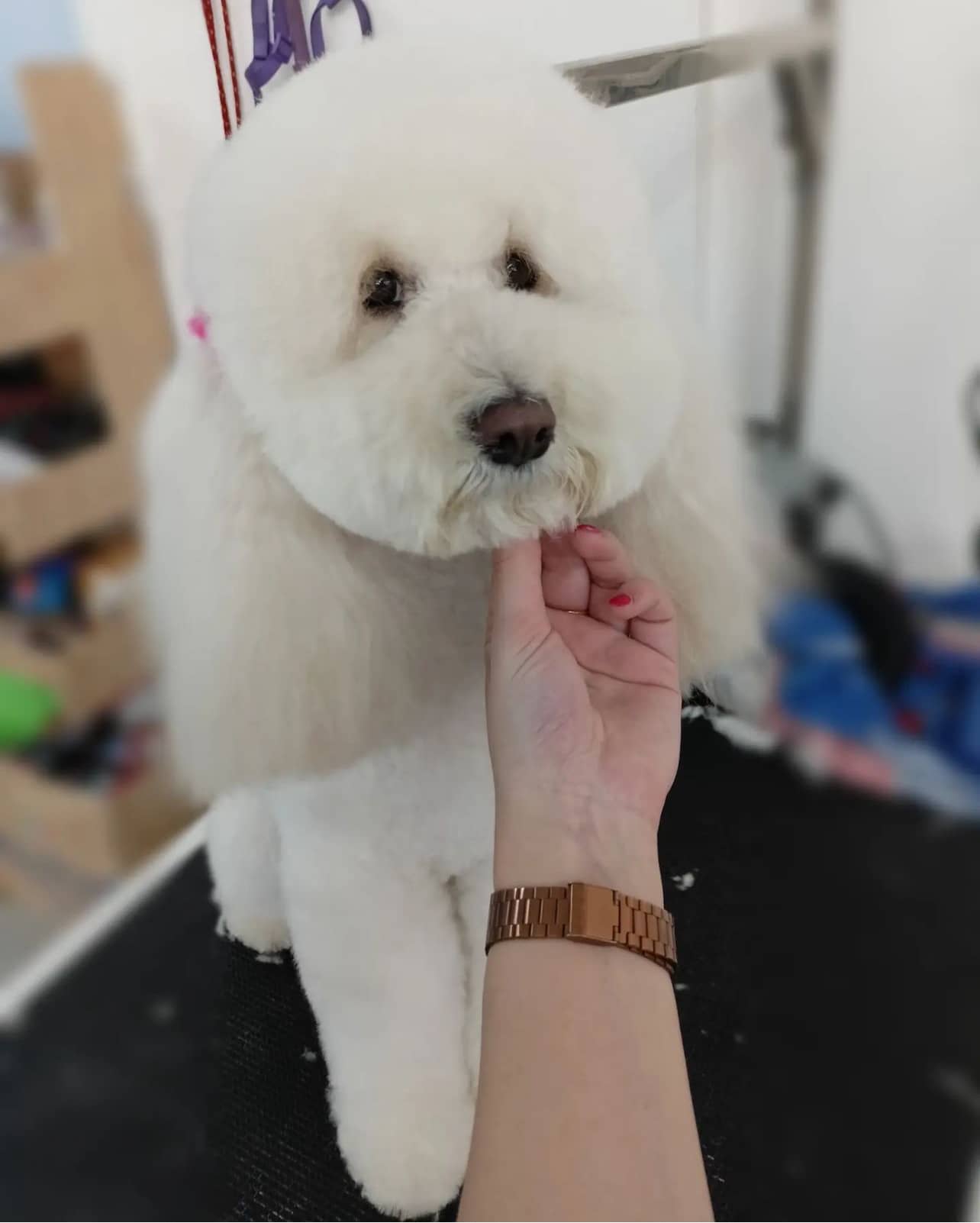MAMI PET - Pet Shop & Toeletta — Pet shop e toelettatura cani e gatti