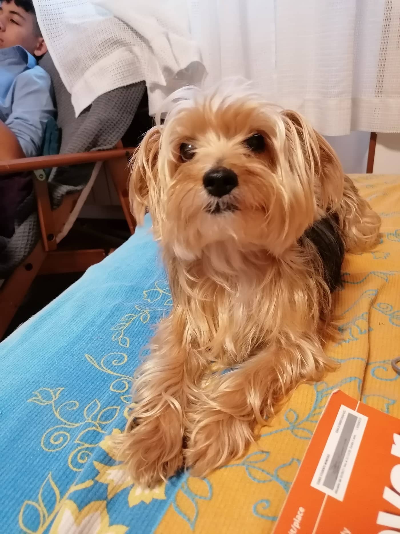 MAMI PET - Pet Shop & Toeletta — Pet shop e toelettatura cani e gatti