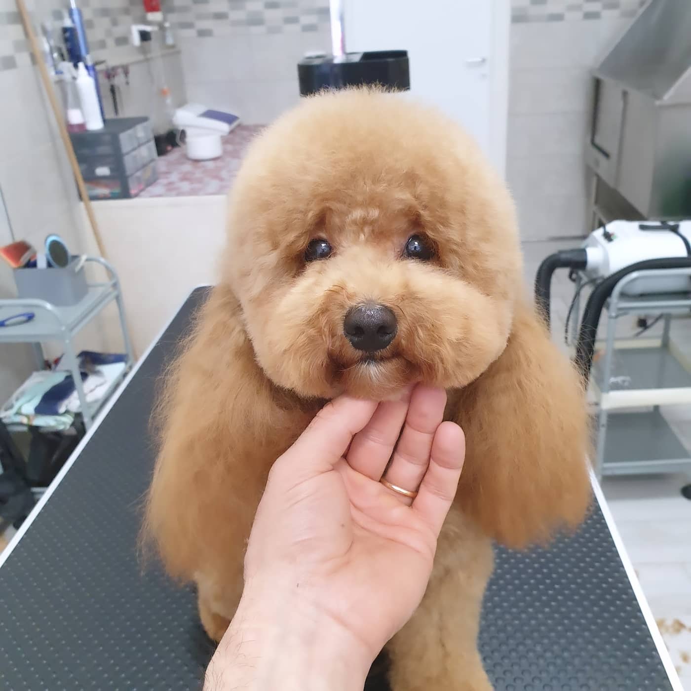 Splendidog — Toelettatura e negozio per animali domestici
