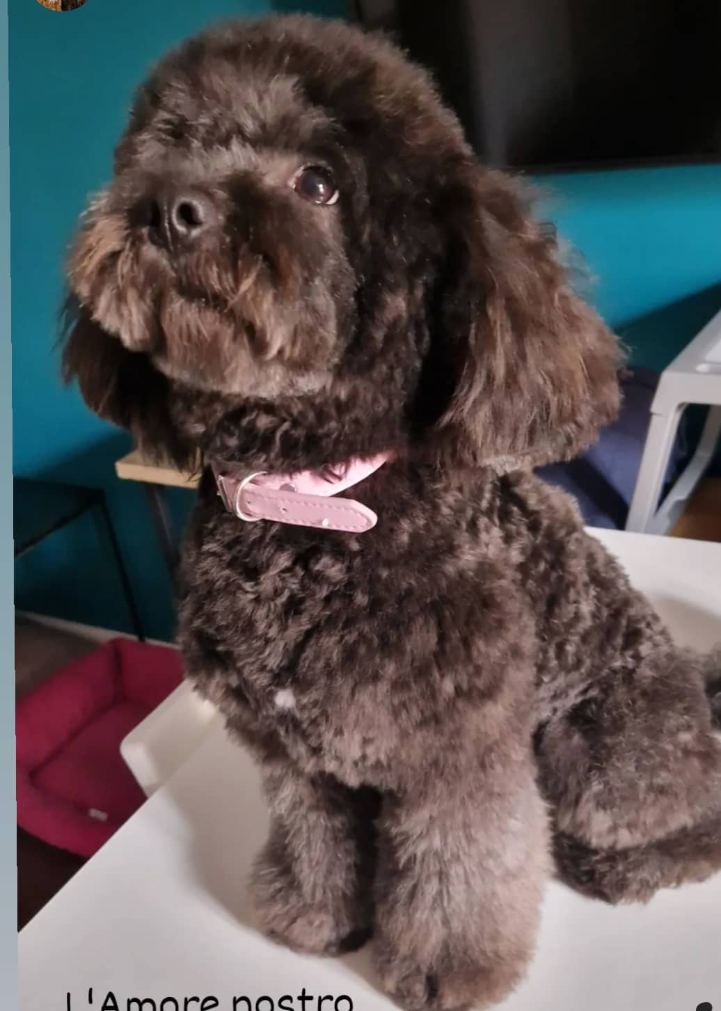 Splendidog — Toelettatura e negozio per animali domestici