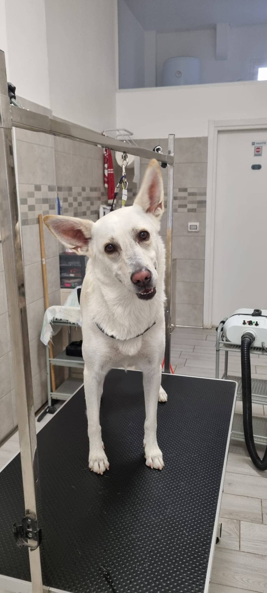 Splendidog — Toelettatura e negozio per animali domestici