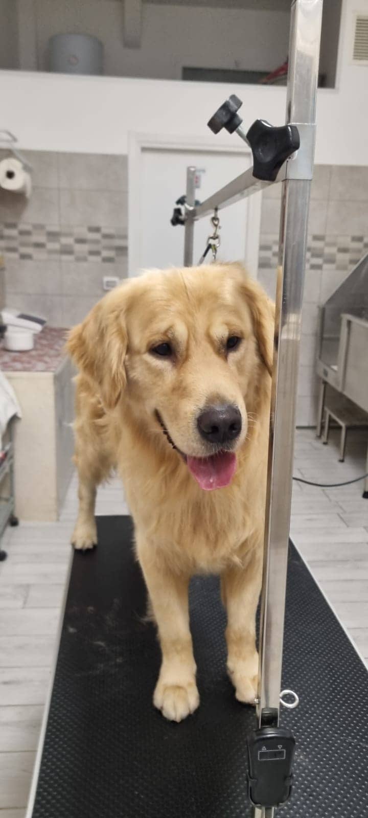 Splendidog — Toelettatura e negozio per animali domestici