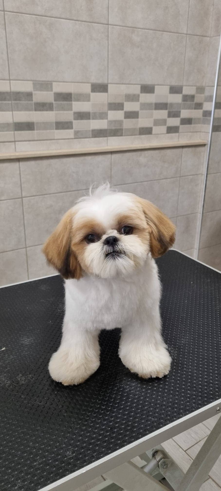 Splendidog — Toelettatura e negozio per animali domestici