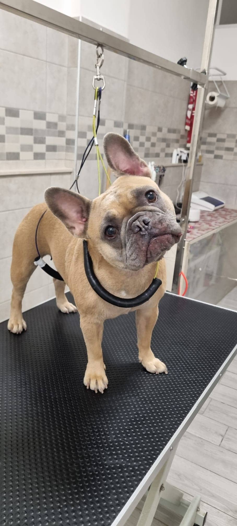 Splendidog — Toelettatura e negozio per animali domestici