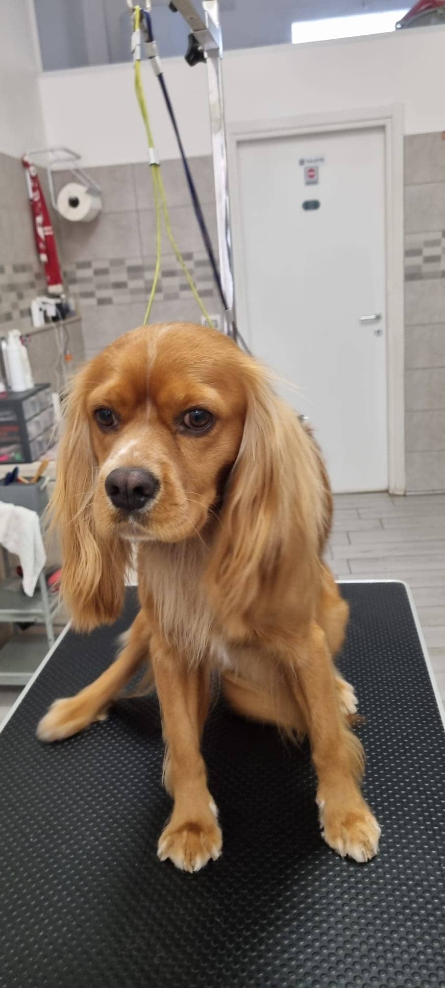 Splendidog — Toelettatura e negozio per animali domestici