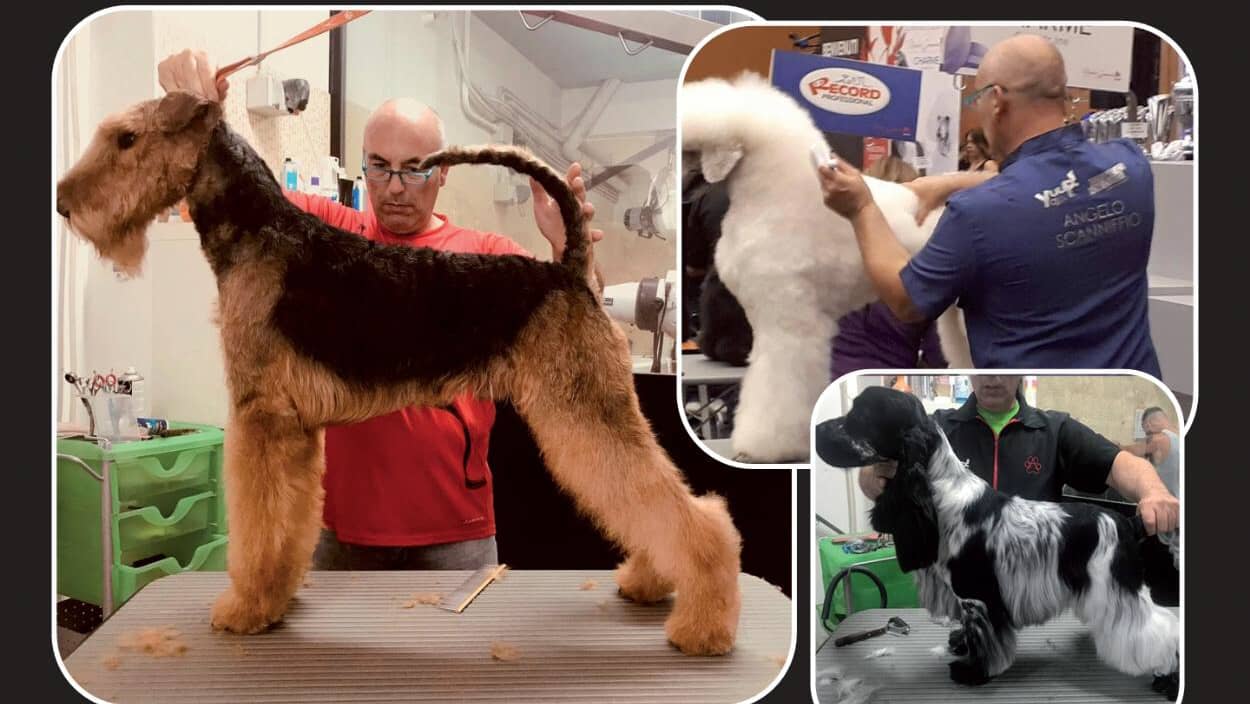 Dog in The Mirror — Toelettatura cani