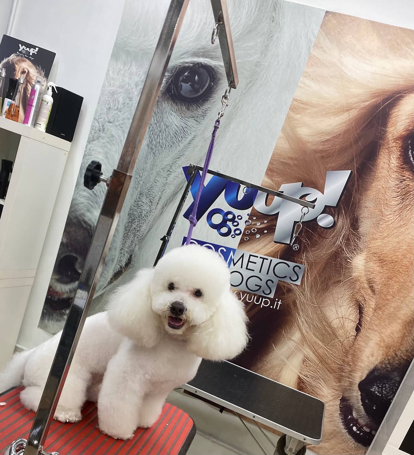 Dog in The Mirror — Toelettatura cani