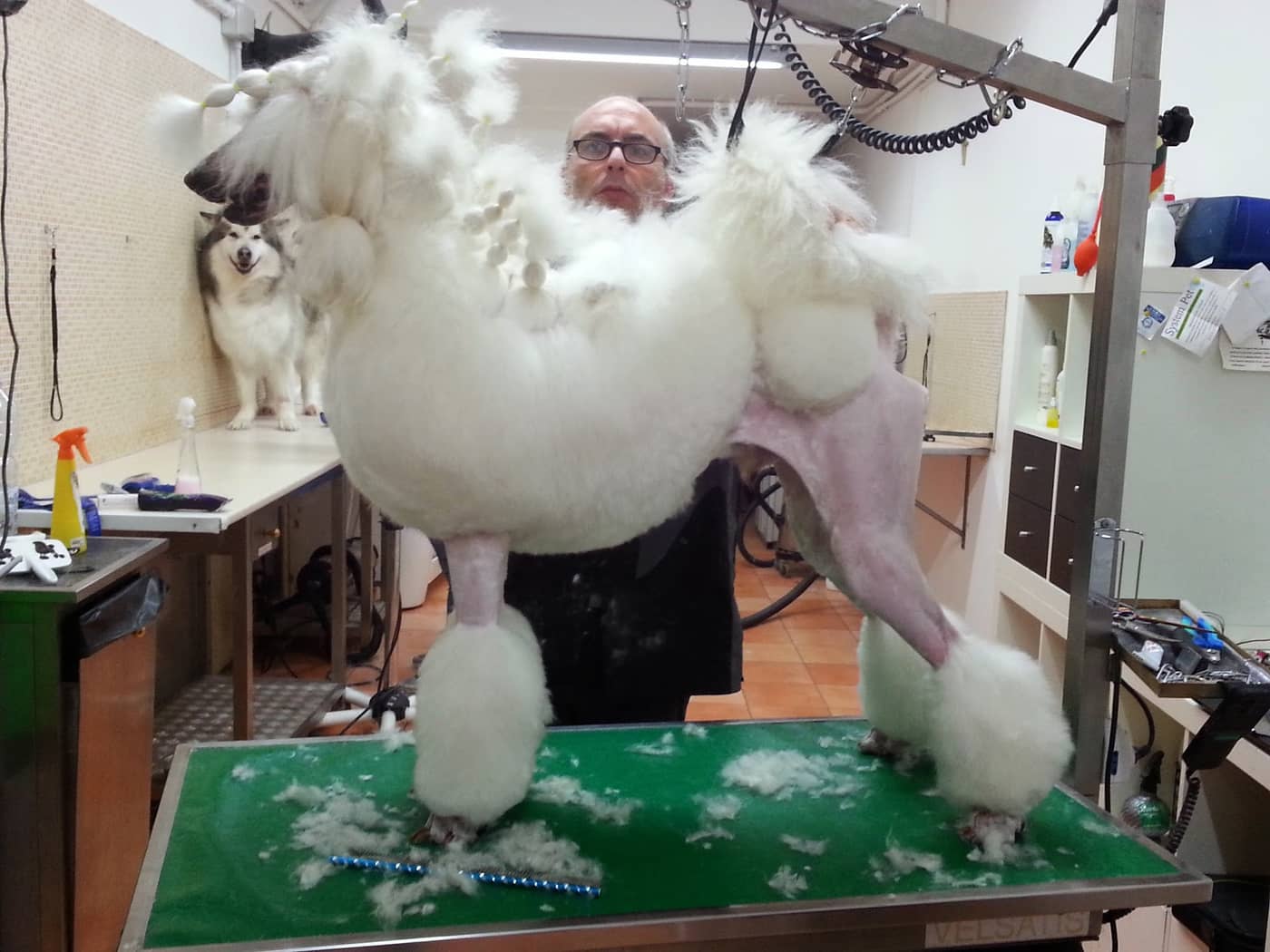 Dog in The Mirror — Toelettatura cani