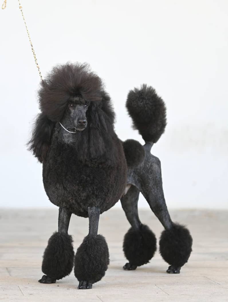 Dog in The Mirror — Toelettatura cani