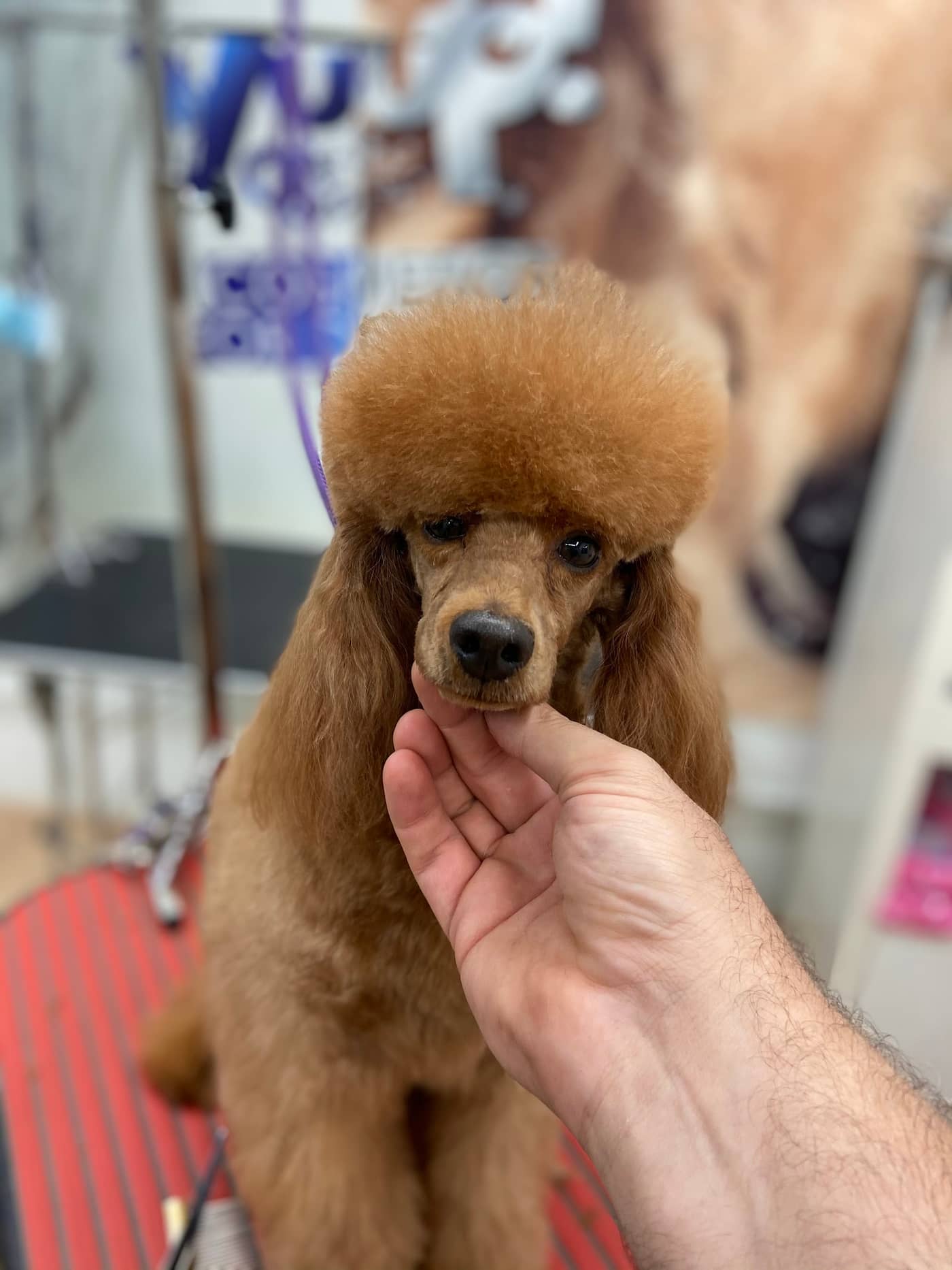 Dog in The Mirror — Toelettatura cani