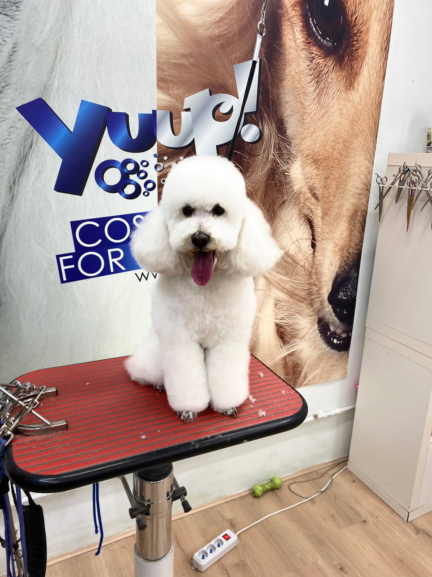 Dog in The Mirror — Toelettatura cani