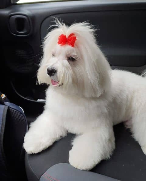 Bau Bau Beauty — Toelettatura e negozio per animali domestici