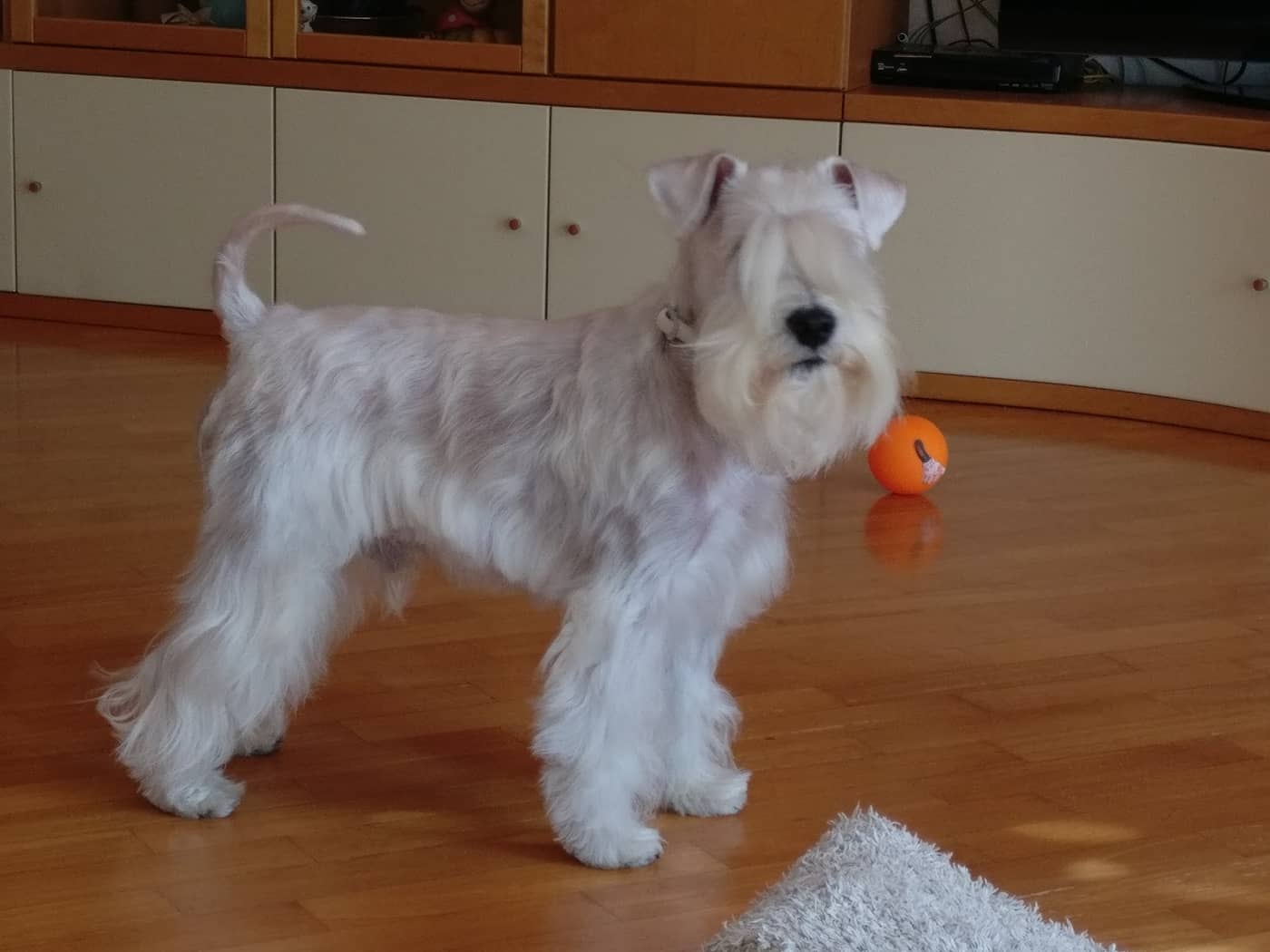 Bau Bau Beauty — Toelettatura e negozio per animali domestici