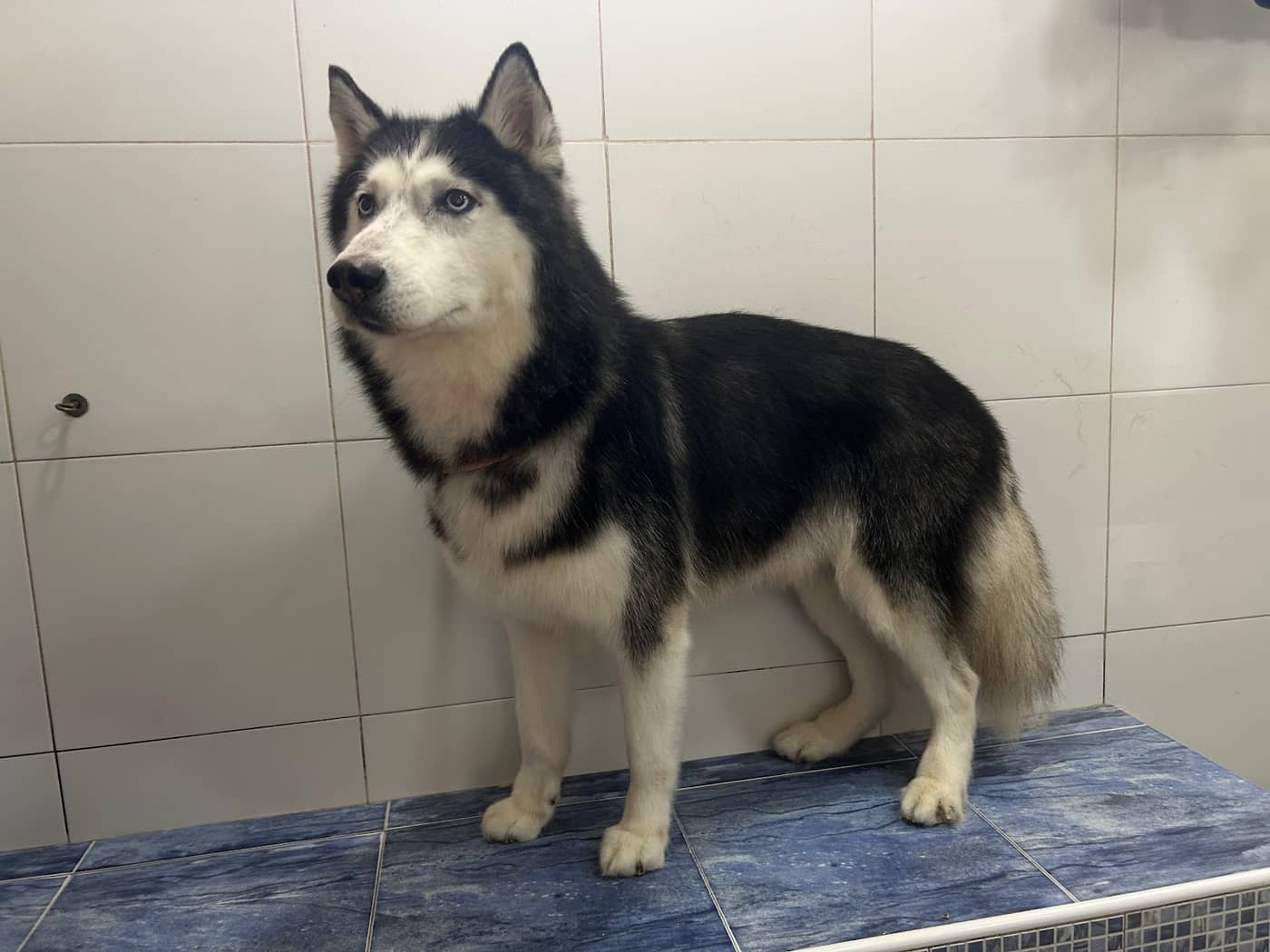 Bau Bau Beauty — Toelettatura e negozio per animali domestici