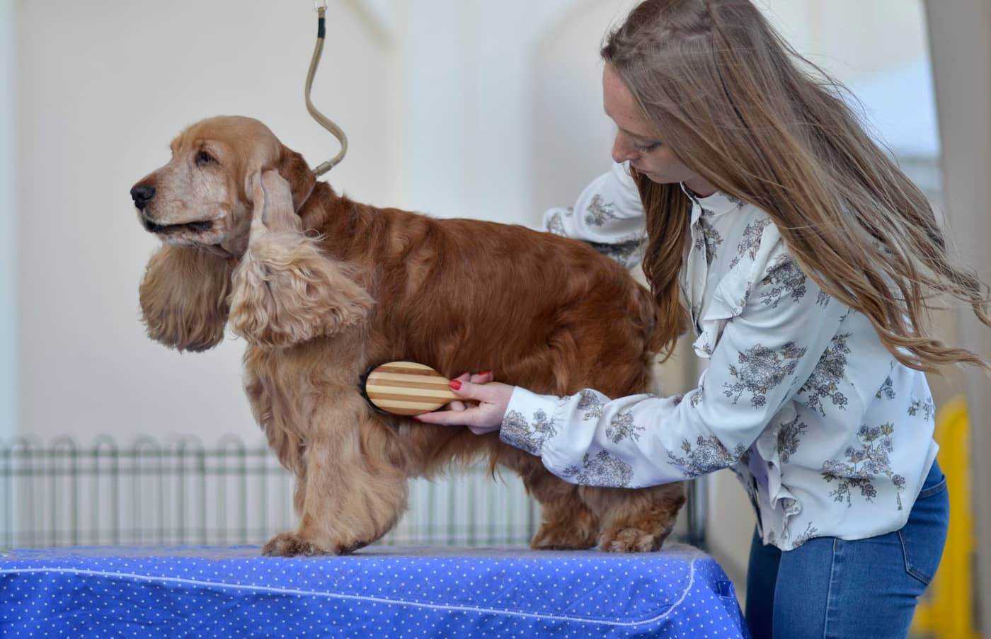 Bau Bau Beauty — Toelettatura e negozio per animali domestici
