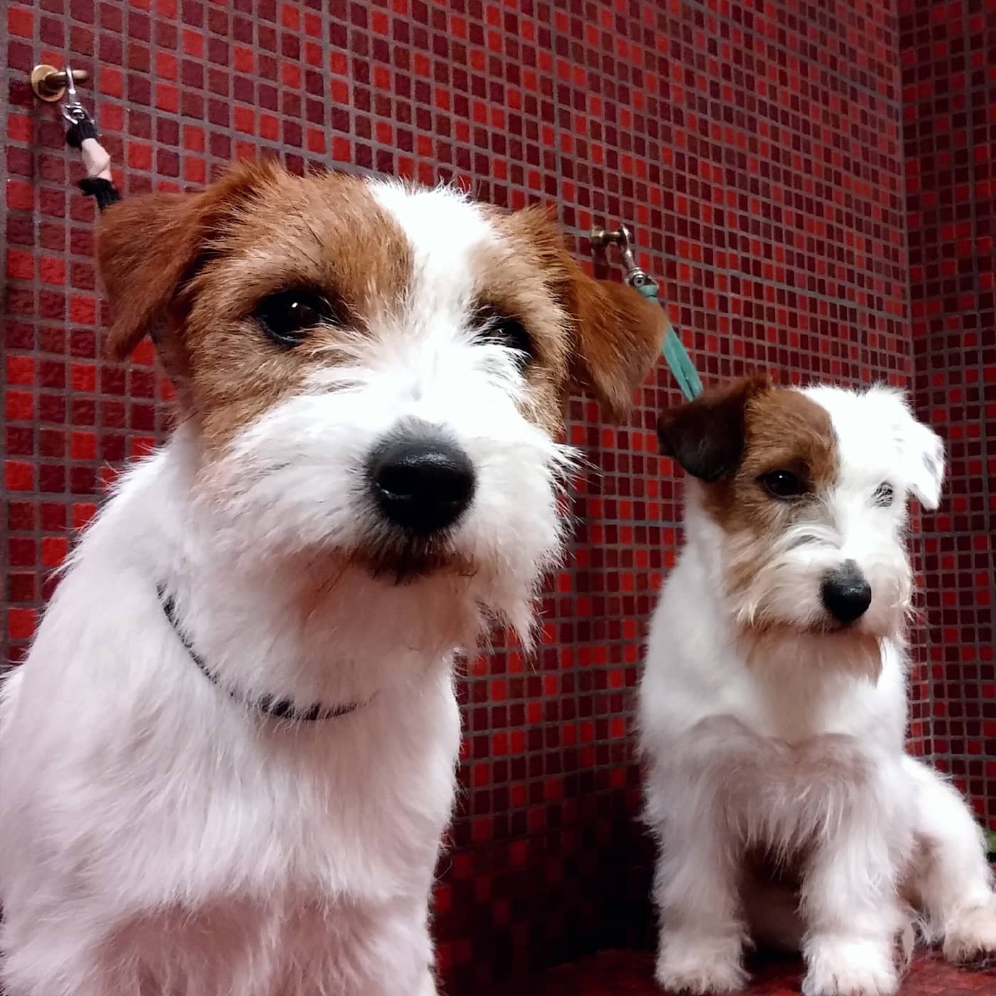Bau Bau Beauty — Toelettatura e negozio per animali domestici