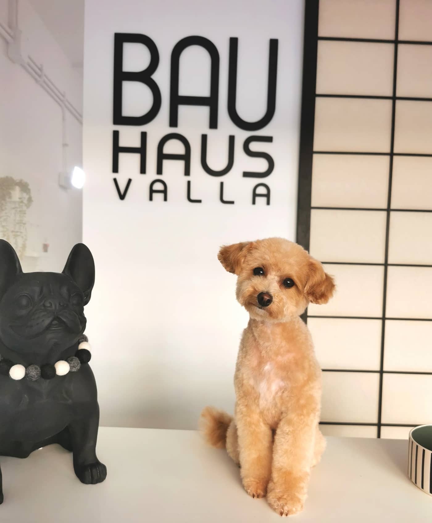 BAUHAUS - Toeletta — Toelettatura cani e gatti