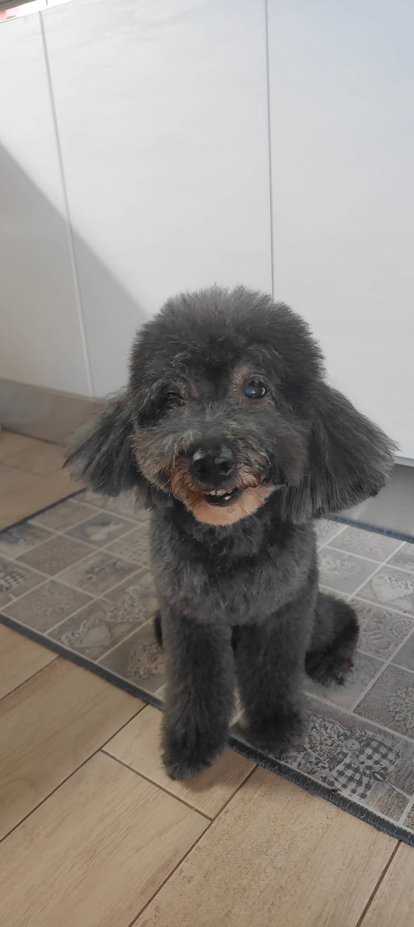 Bauri toelettatura e pet shop — Toelettatura e pet shop