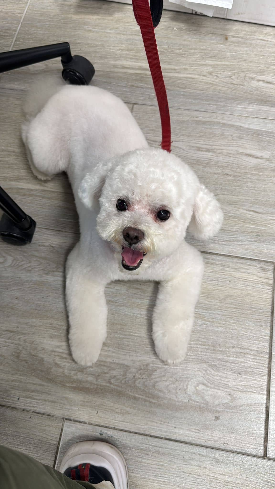 Bauri toelettatura e pet shop — Toelettatura e pet shop