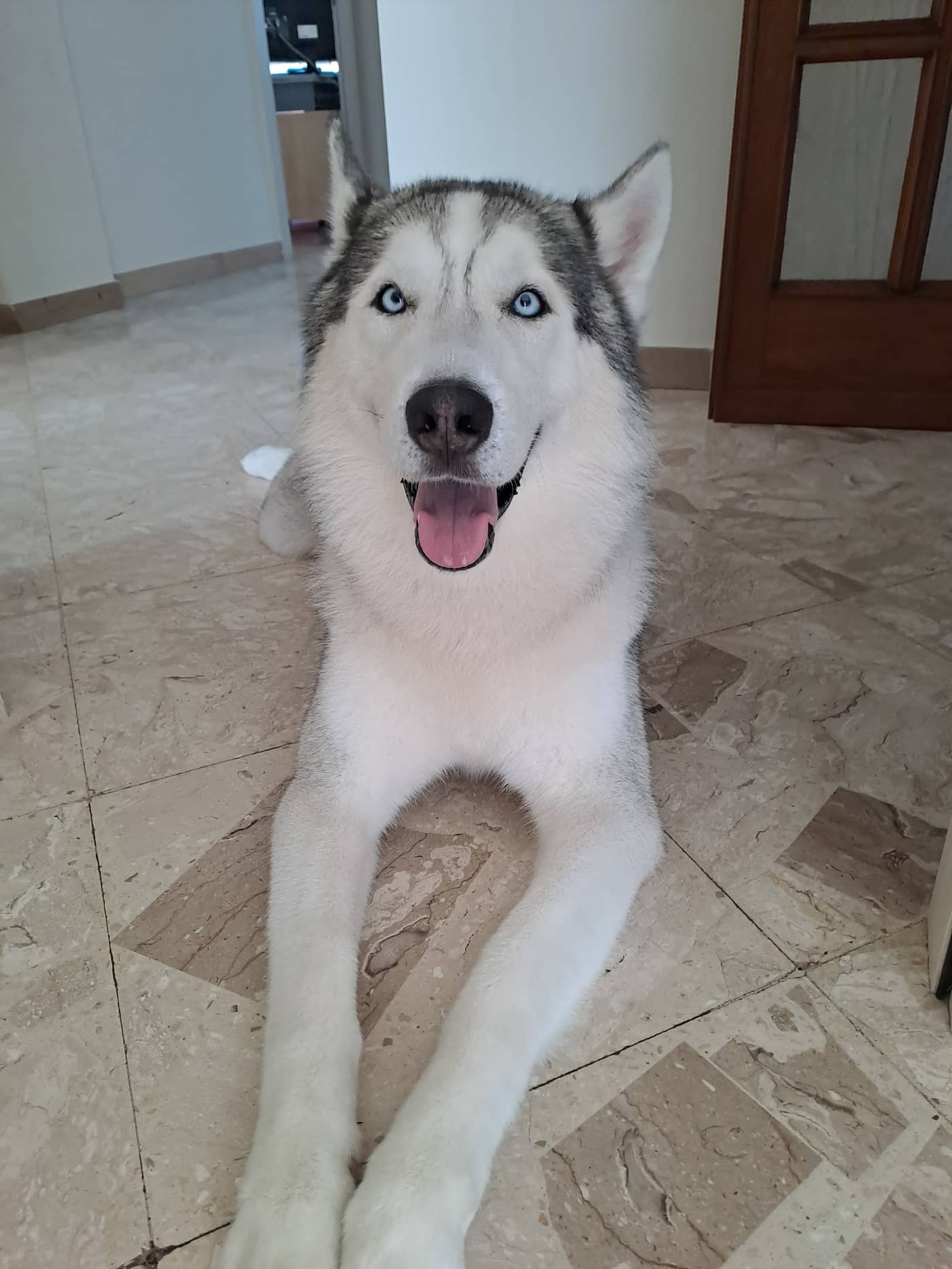 Bauri toelettatura e pet shop — Toelettatura e pet shop