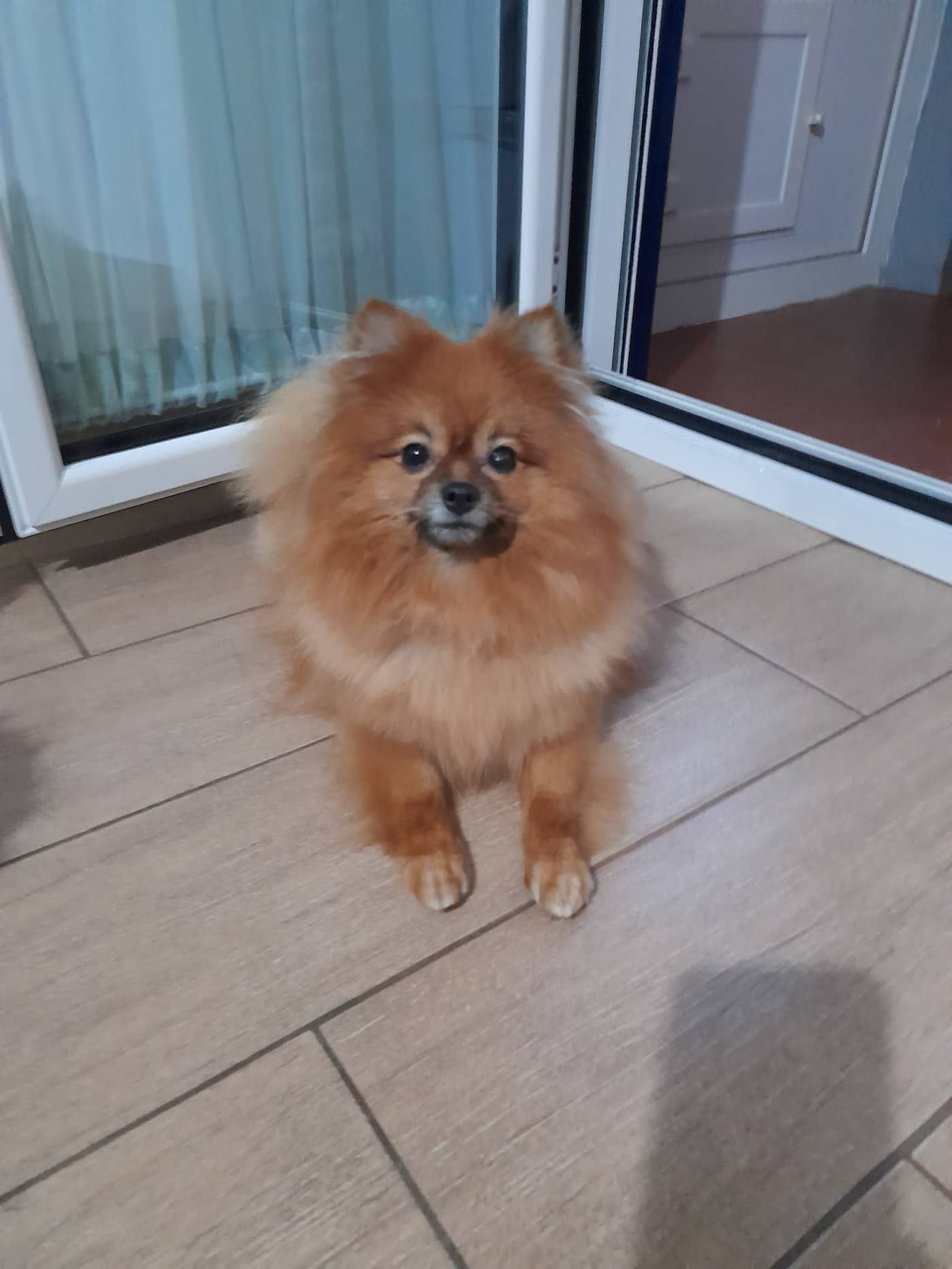 Bauri toelettatura e pet shop — Toelettatura e pet shop