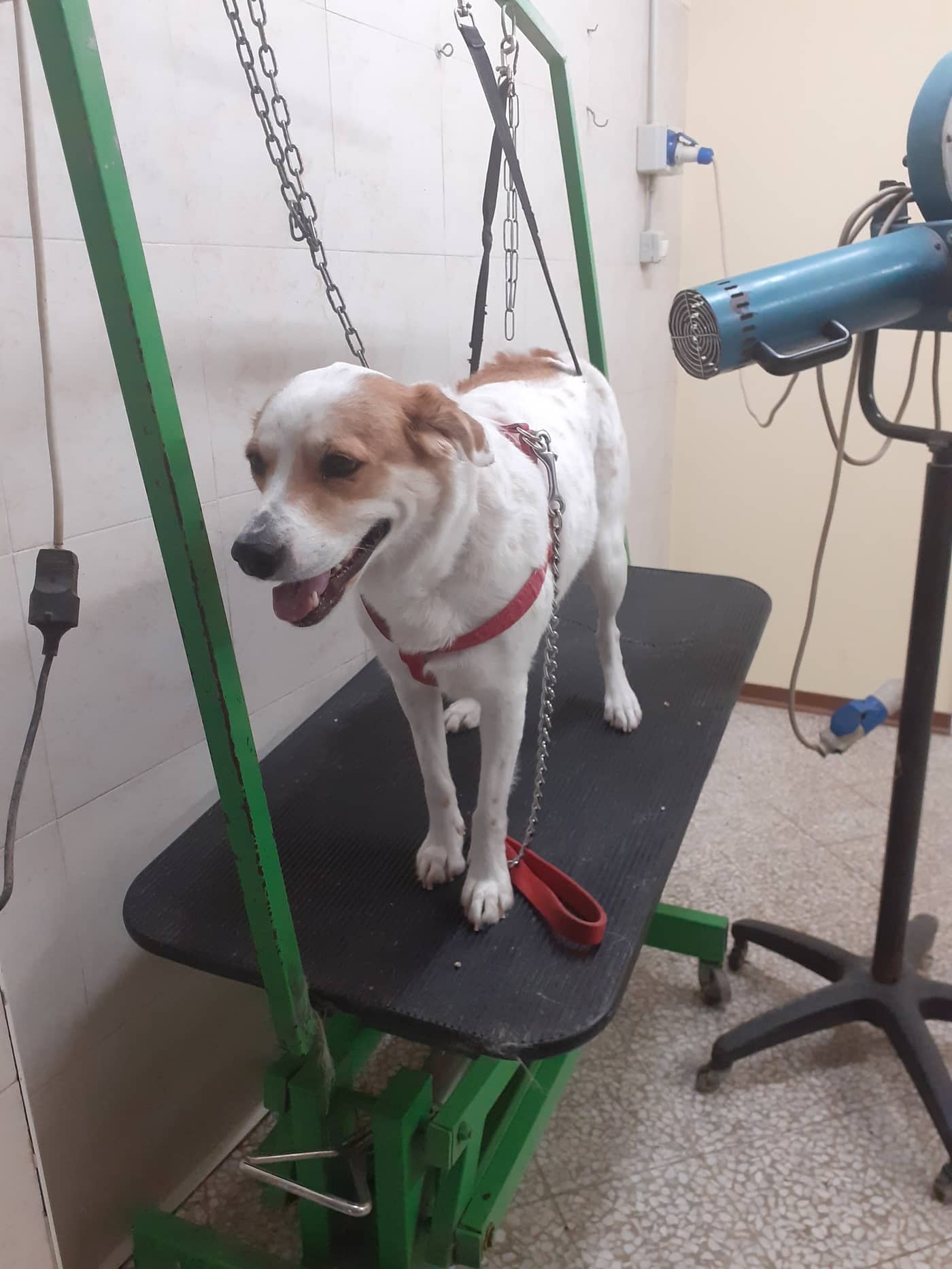 Beauty Dog — Toelettatura e negozio animali