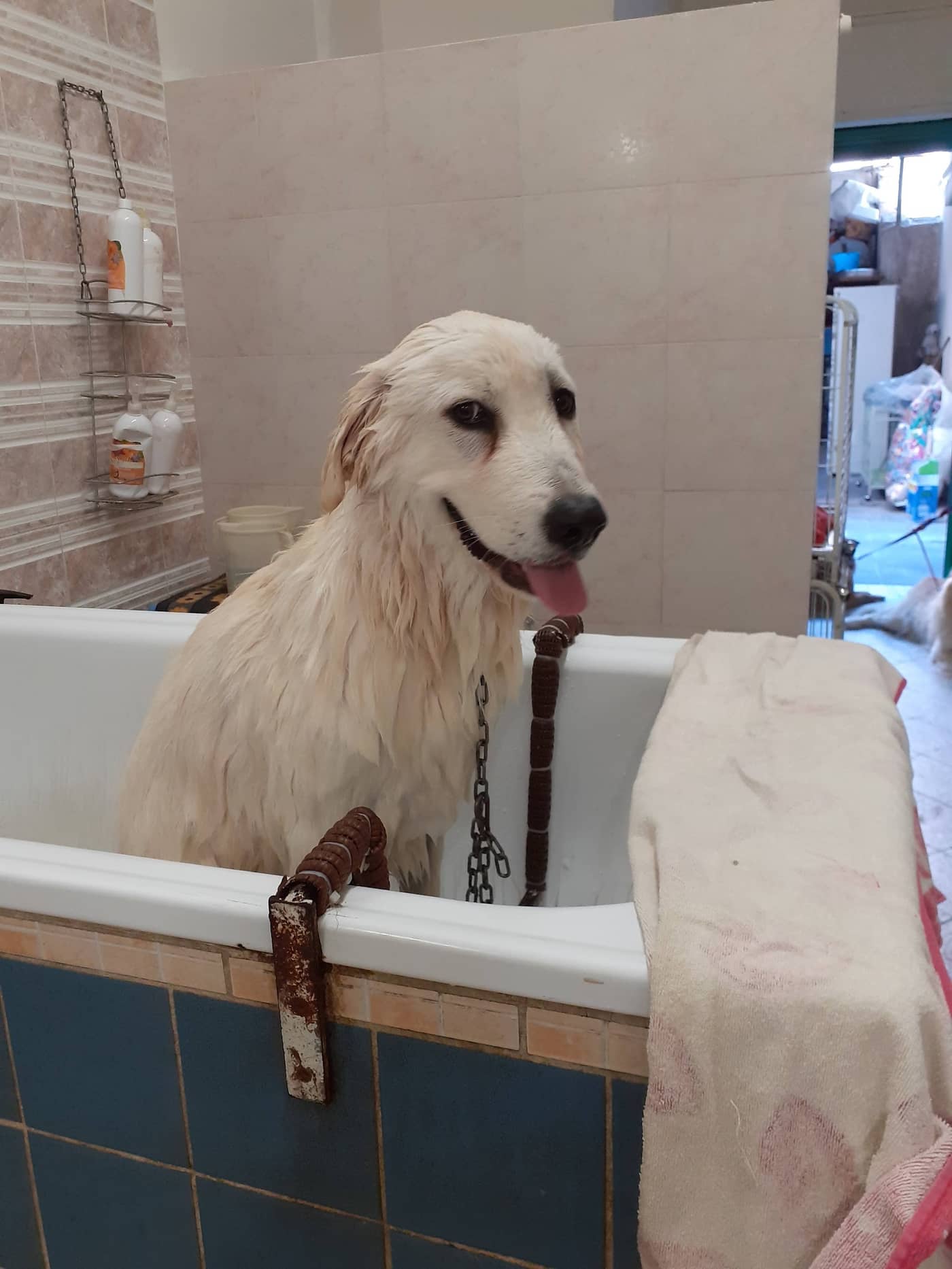 Beauty Dog — Toelettatura e negozio animali
