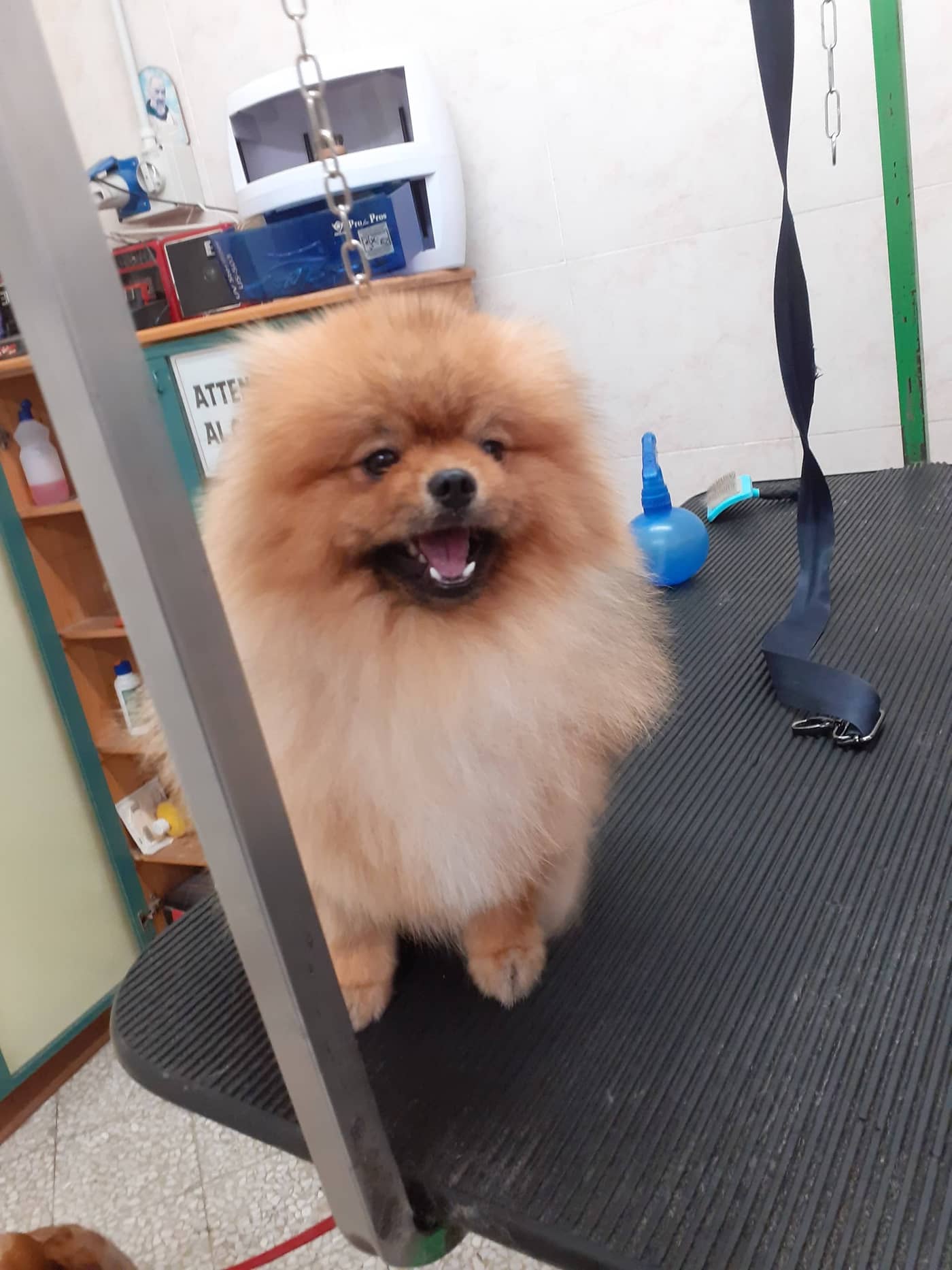 Beauty Dog — Toelettatura e negozio animali