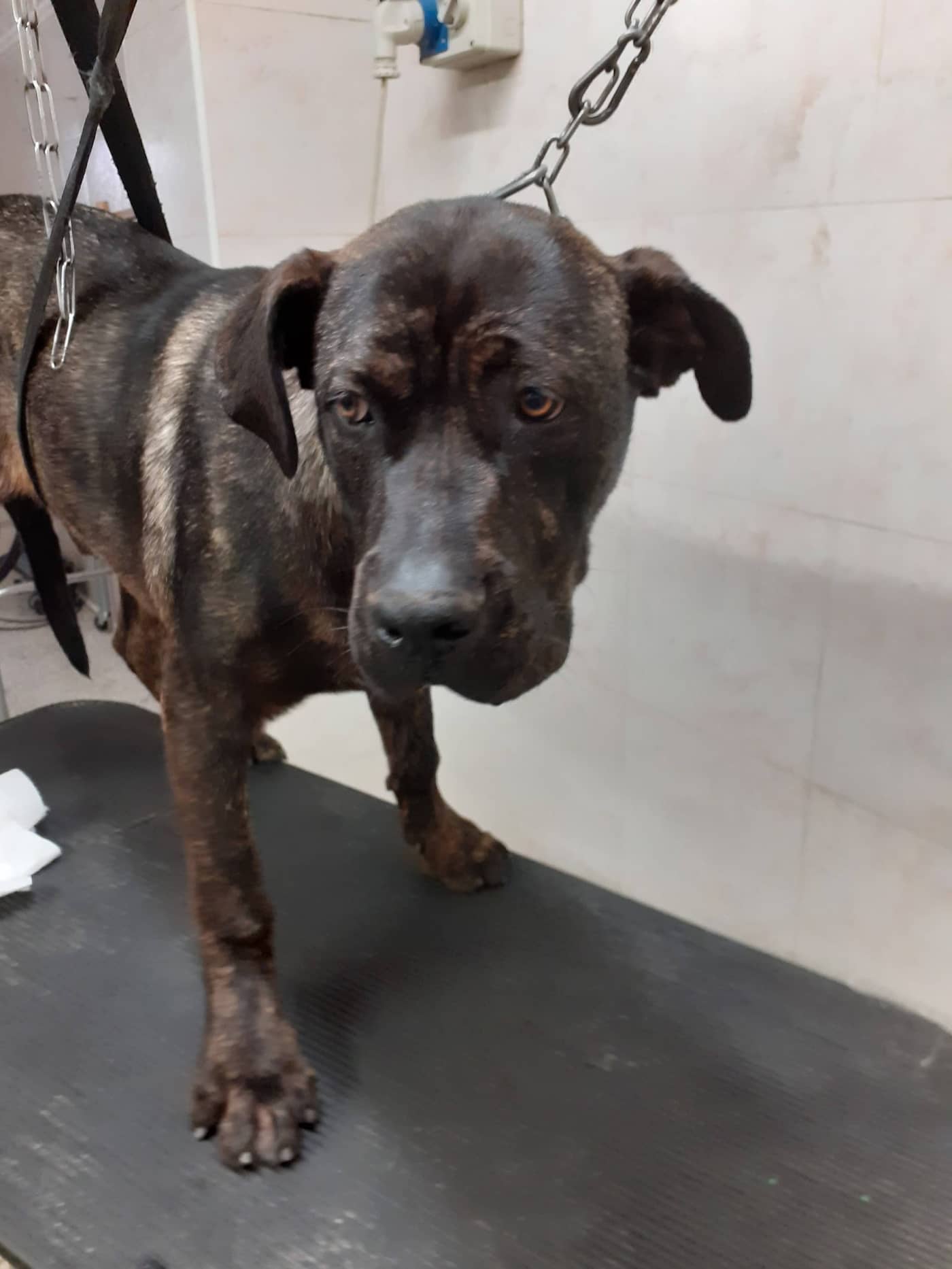 Beauty Dog — Toelettatura e negozio animali
