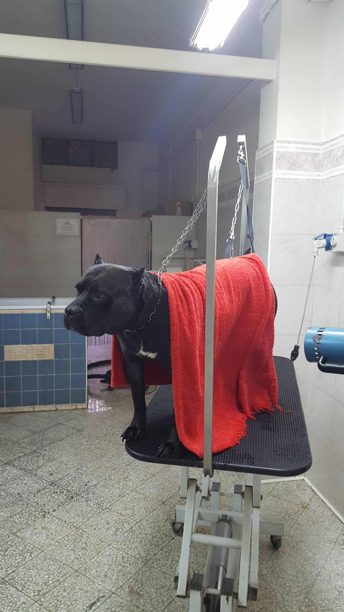 Beauty Dog — Toelettatura e negozio animali