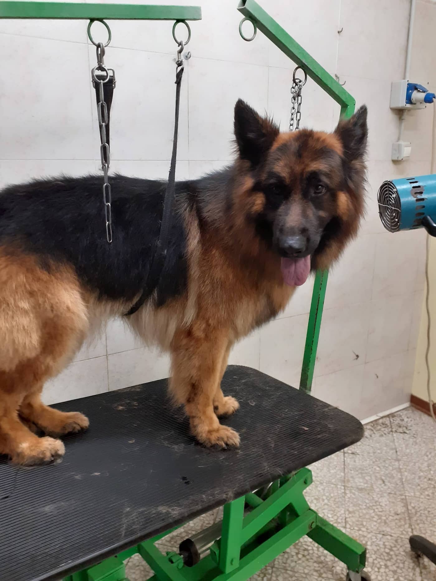 Beauty Dog — Toelettatura e negozio animali