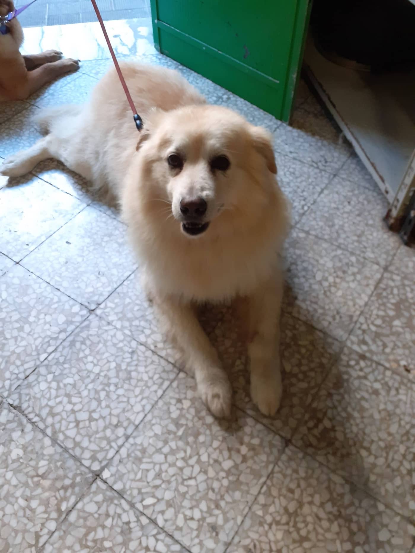 Beauty Dog — Toelettatura e negozio animali