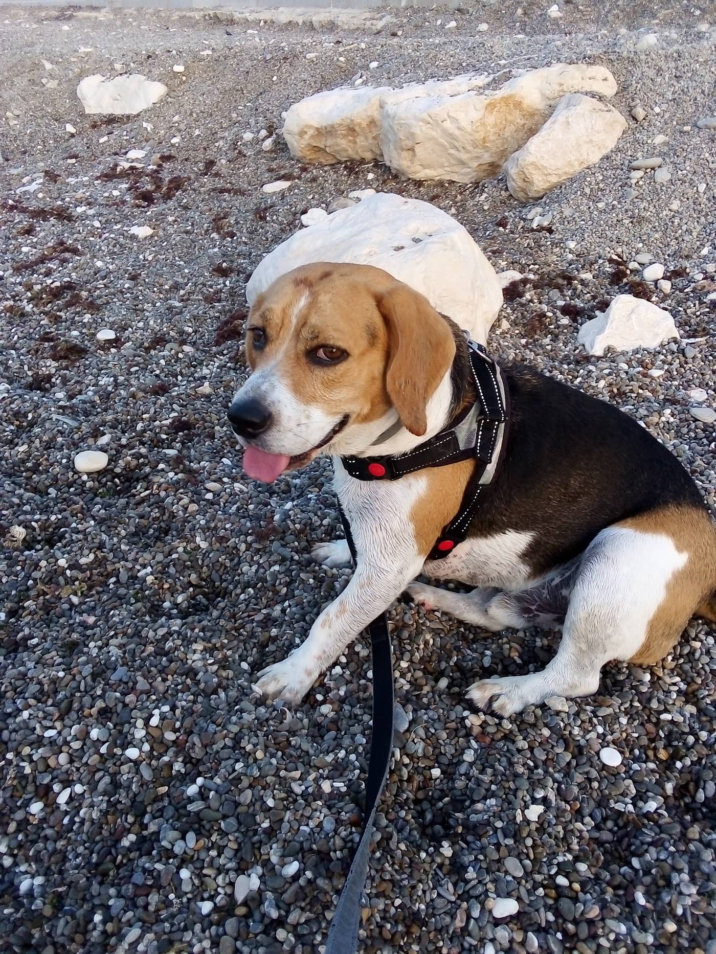 Beauty Dog — Toelettatura e negozio animali