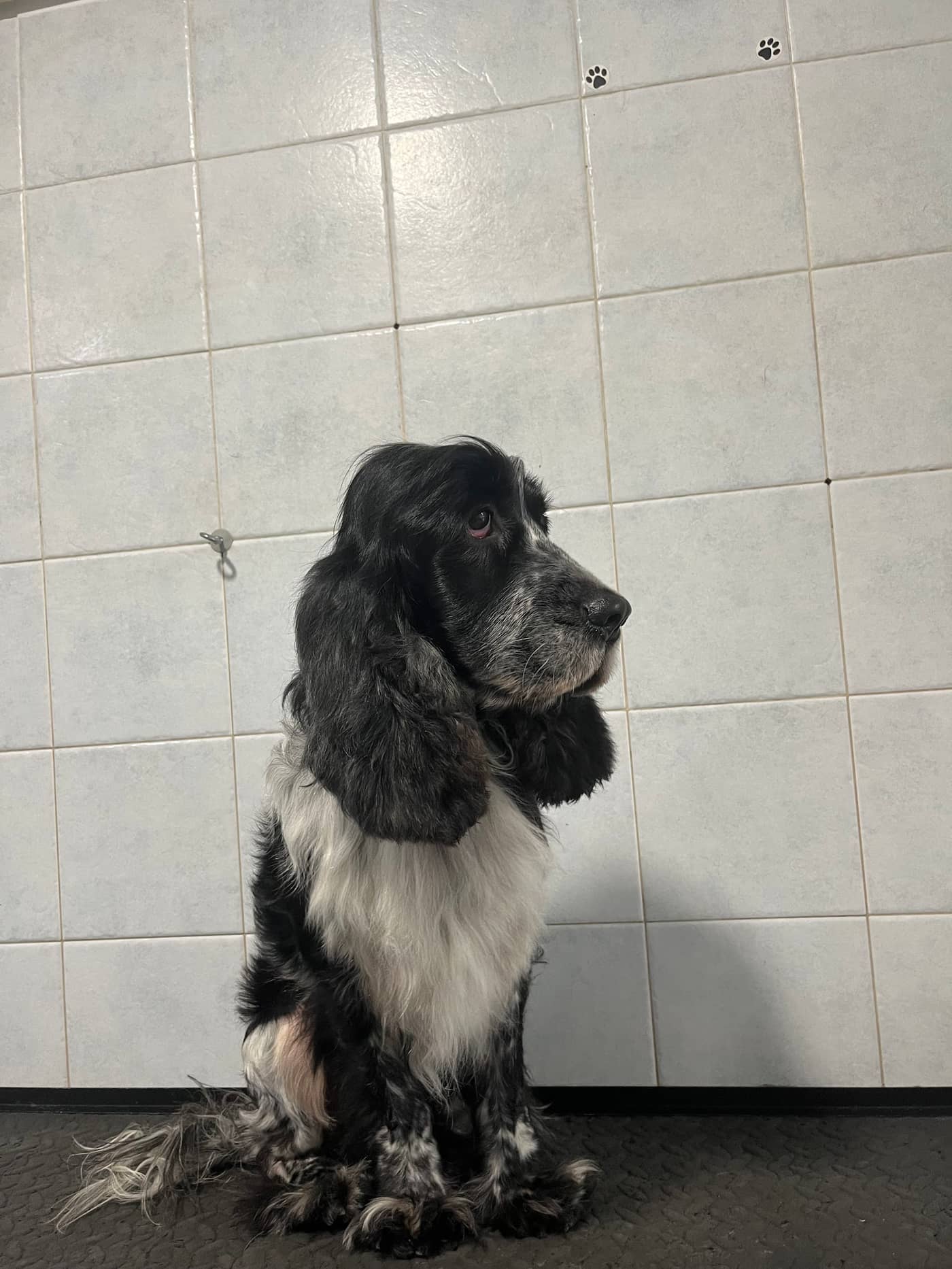 Coccole e Sapone — Toelettatura cani e gatti