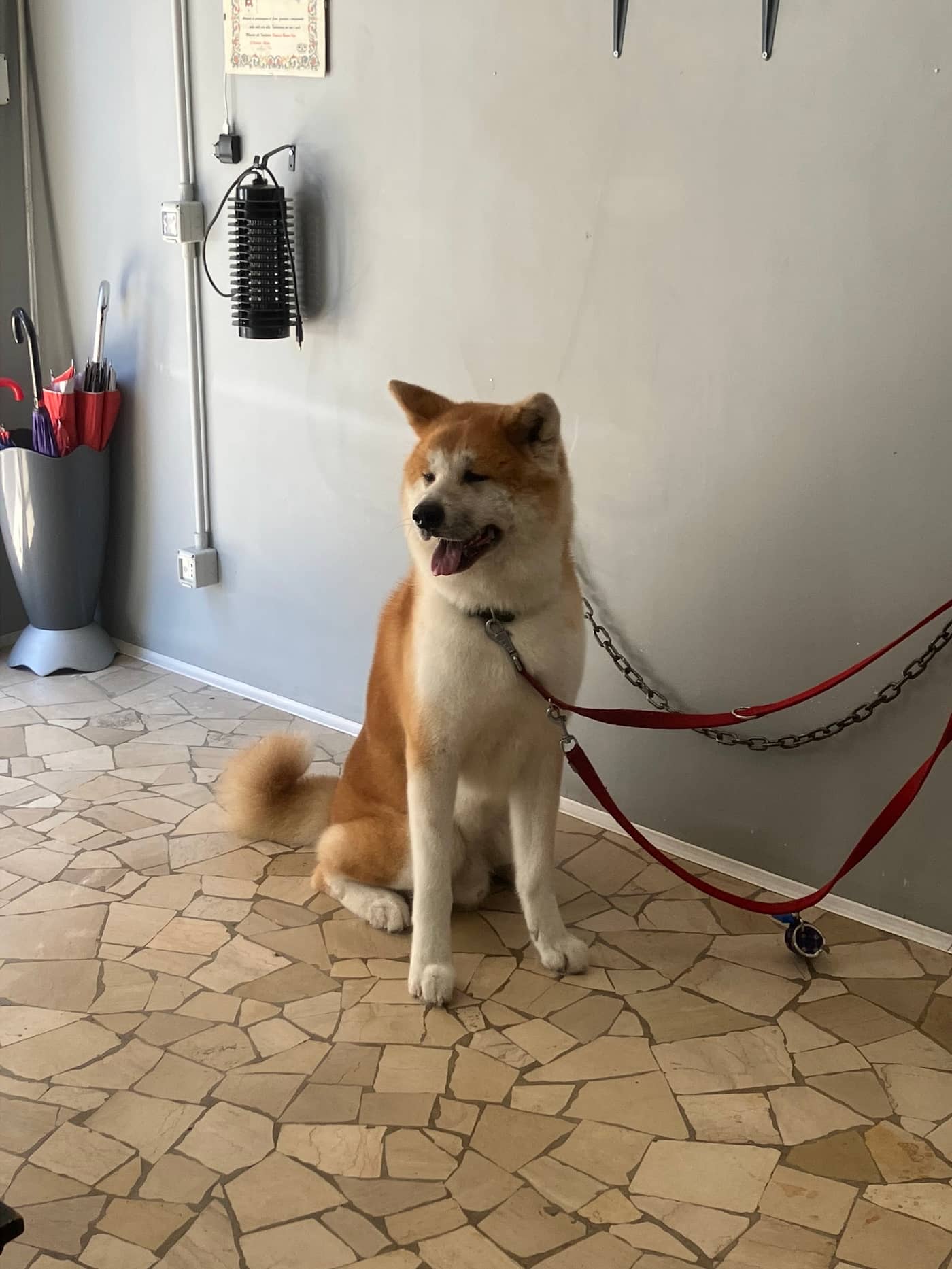 Coccole e Sapone — Toelettatura cani e gatti