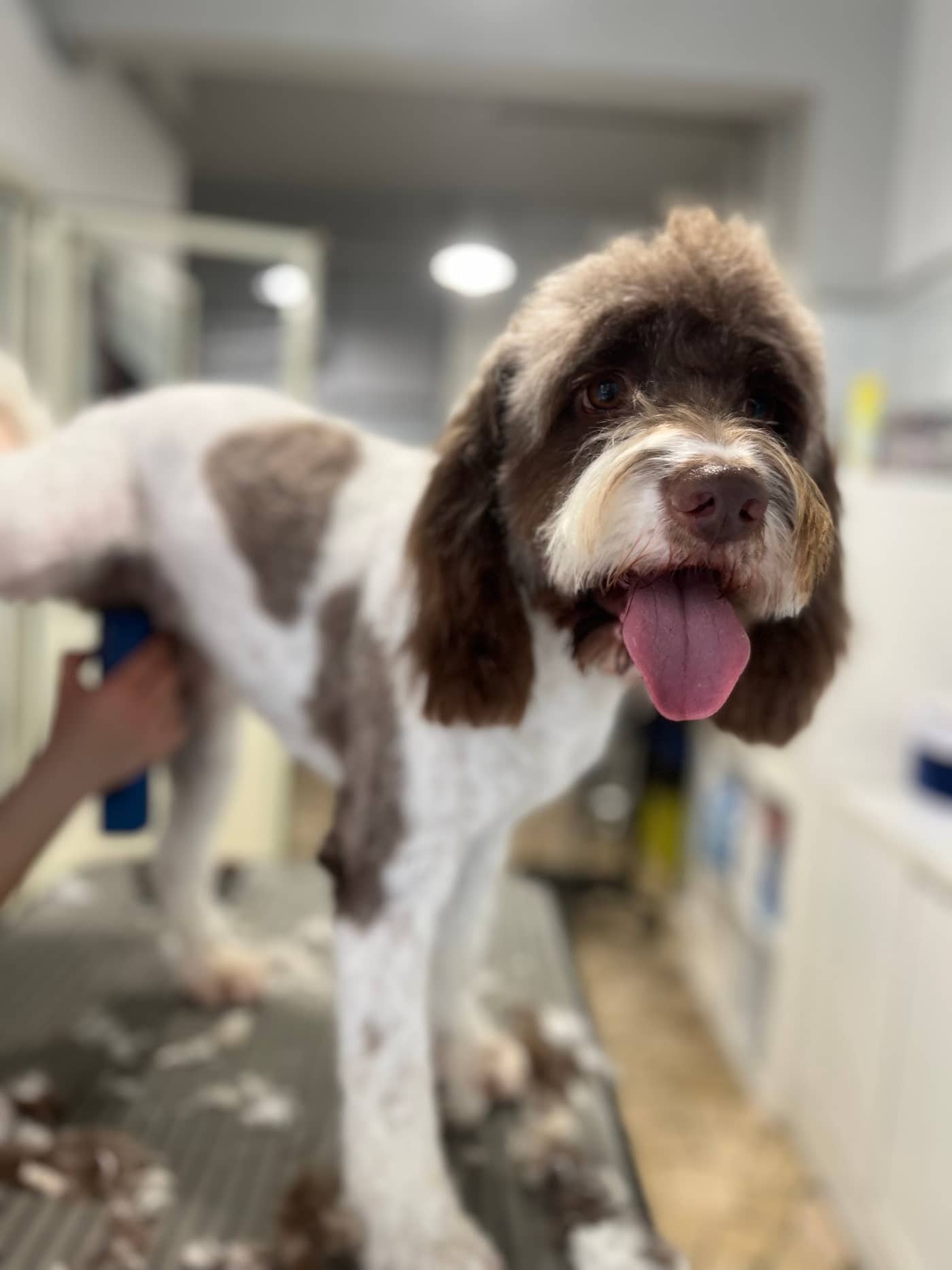 Coccole e Sapone — Toelettatura cani e gatti
