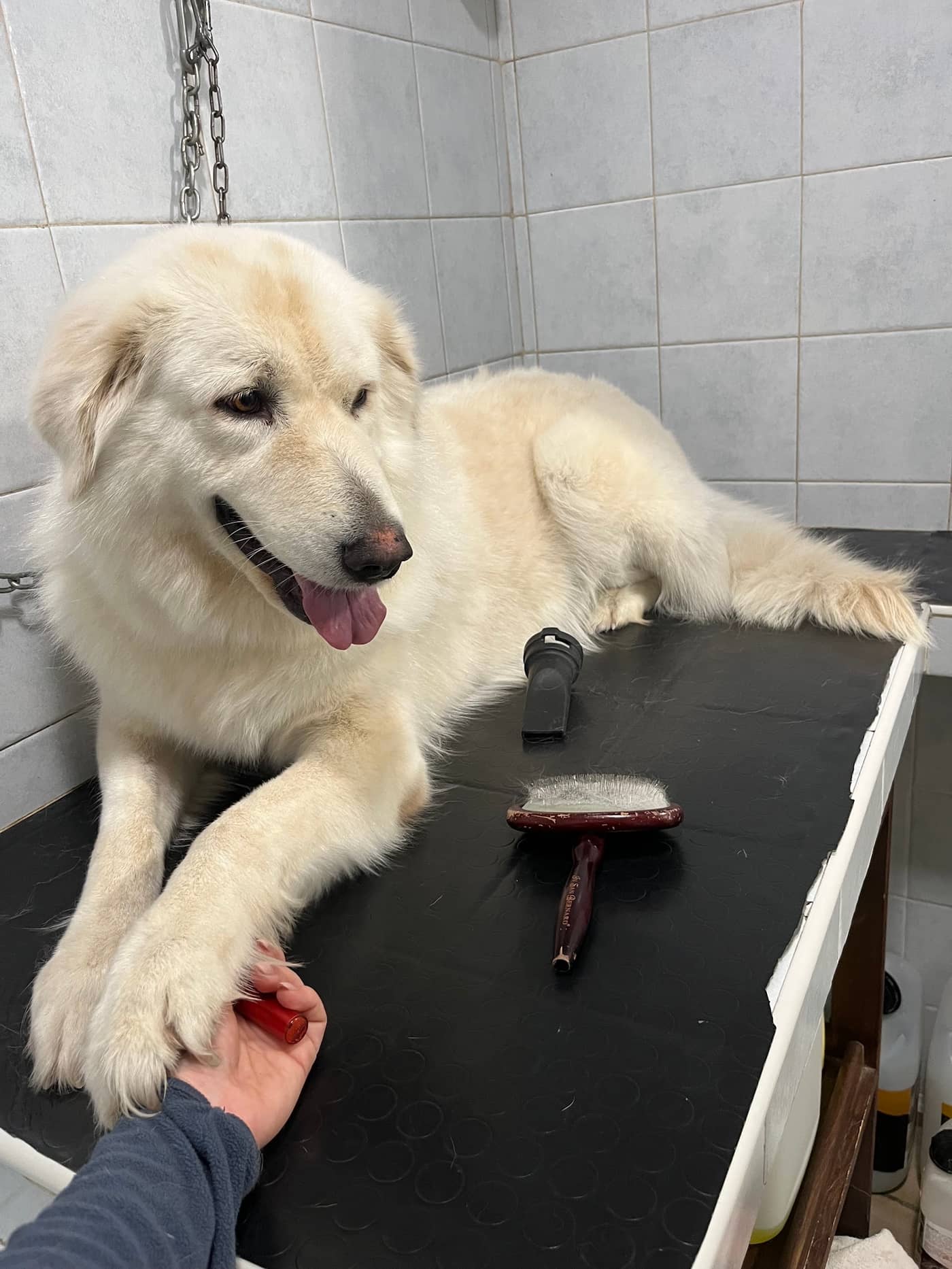 Coccole e Sapone — Toelettatura cani e gatti