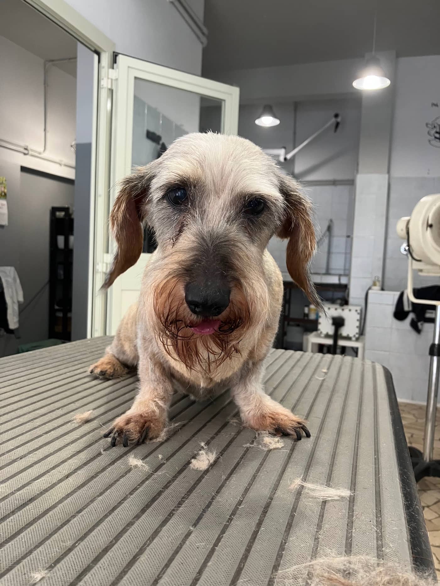 Coccole e Sapone — Toelettatura cani e gatti