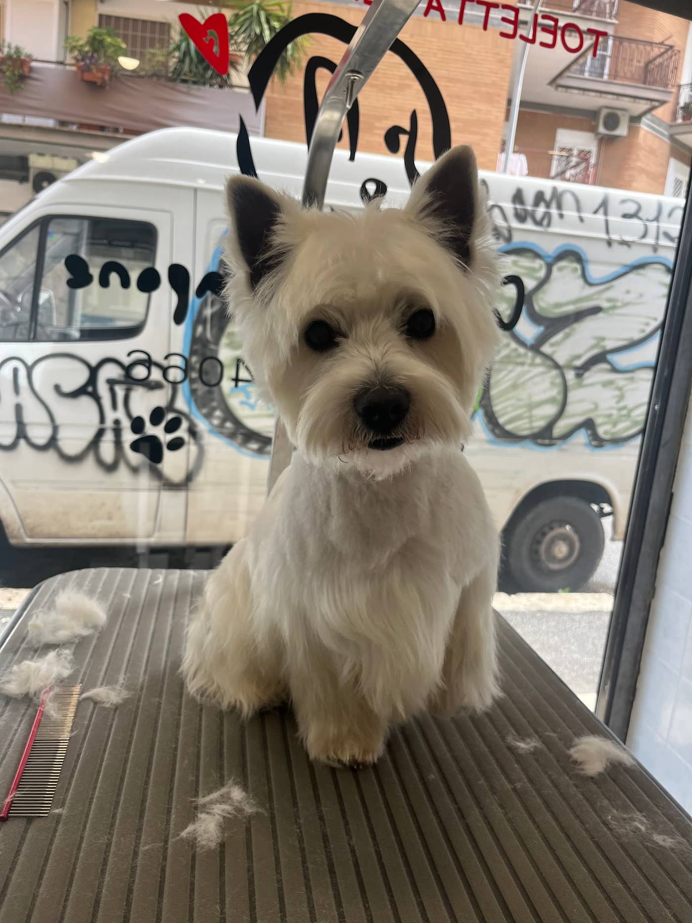 Coccole e Sapone — Toelettatura cani e gatti