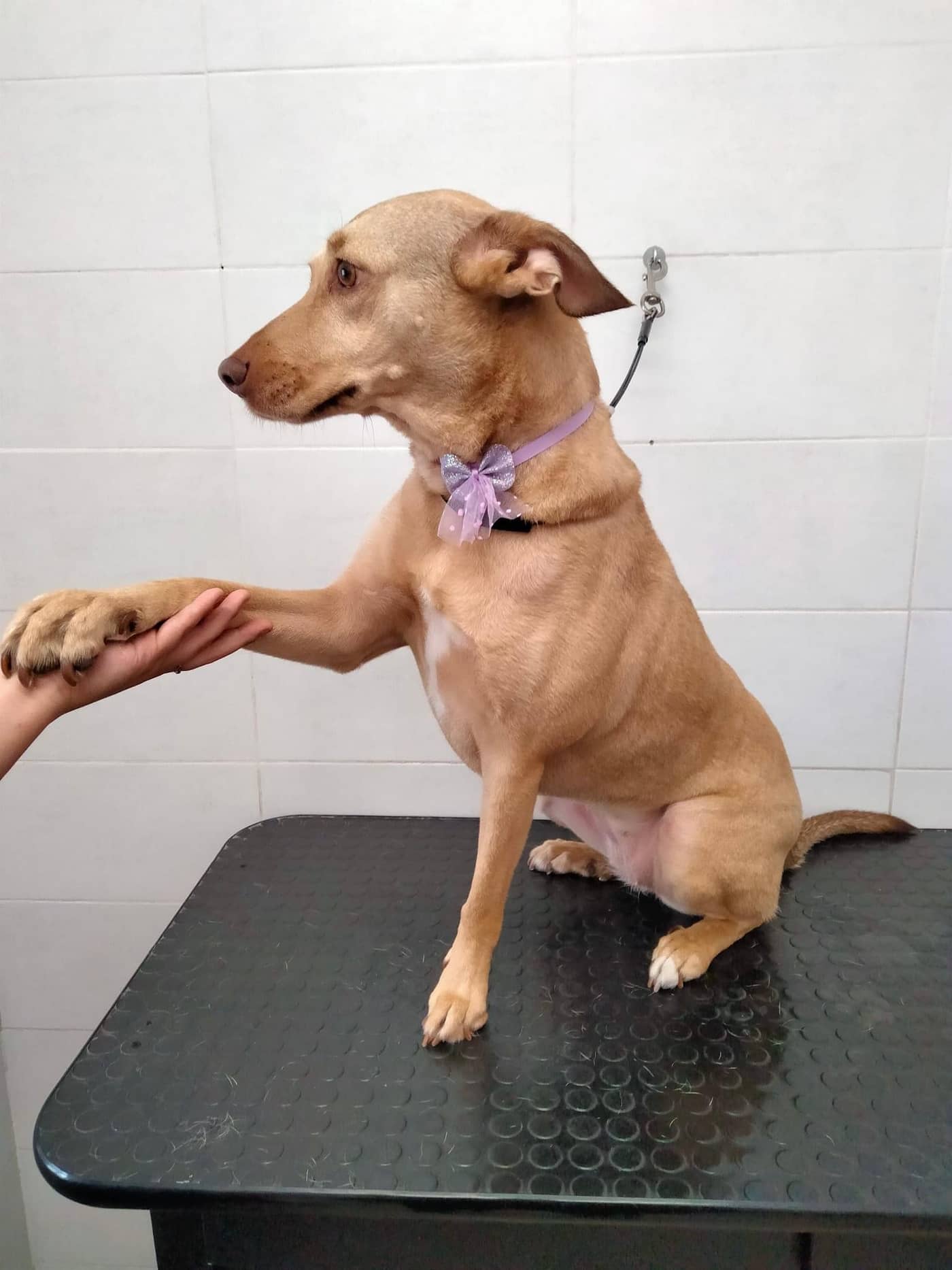 Code felici — Negozi di prodotti per animali domestici