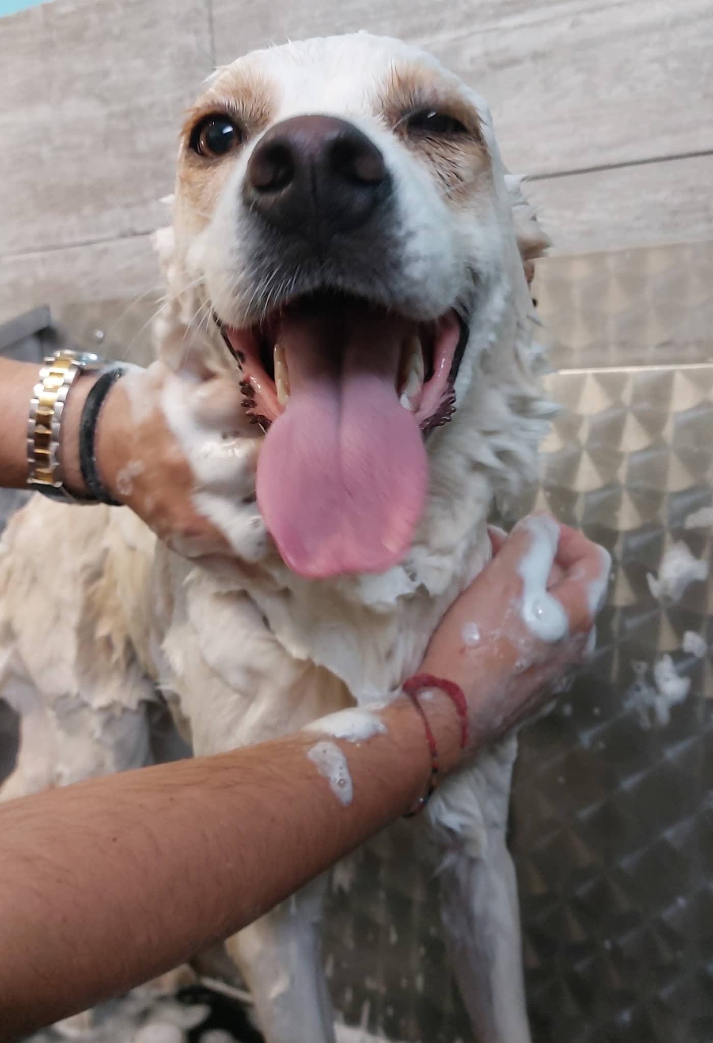 Scodinzoliamo — Toelettatura e negozio di prodotti per animali