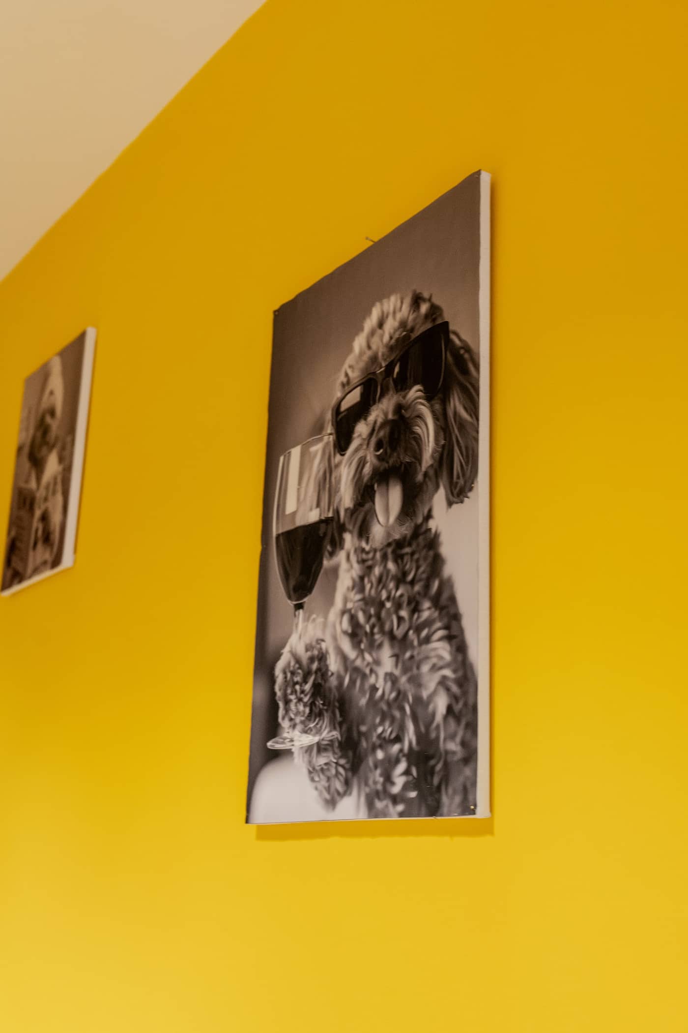 Self Pet Wash — Lavaggio cani self-service