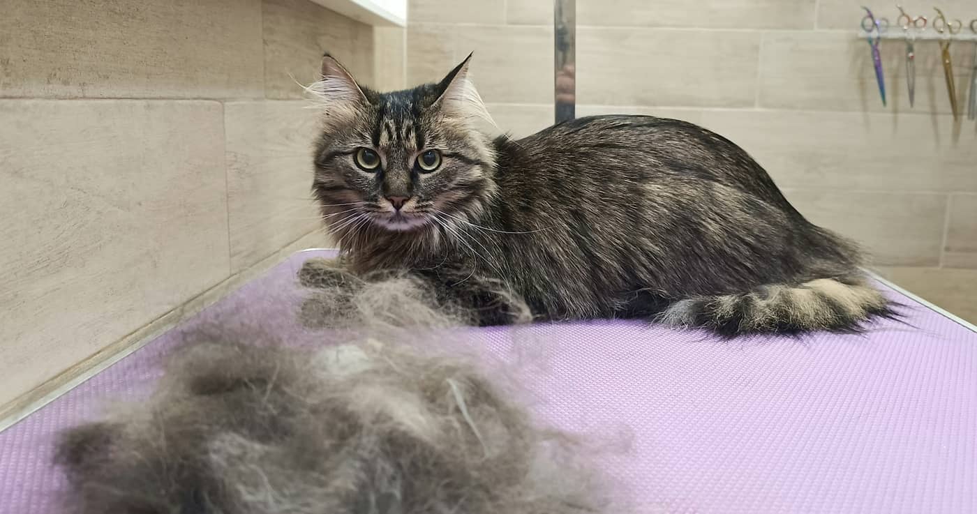 Toeletta - Gli Amici di Maverick — Toelettatura cani e gatti