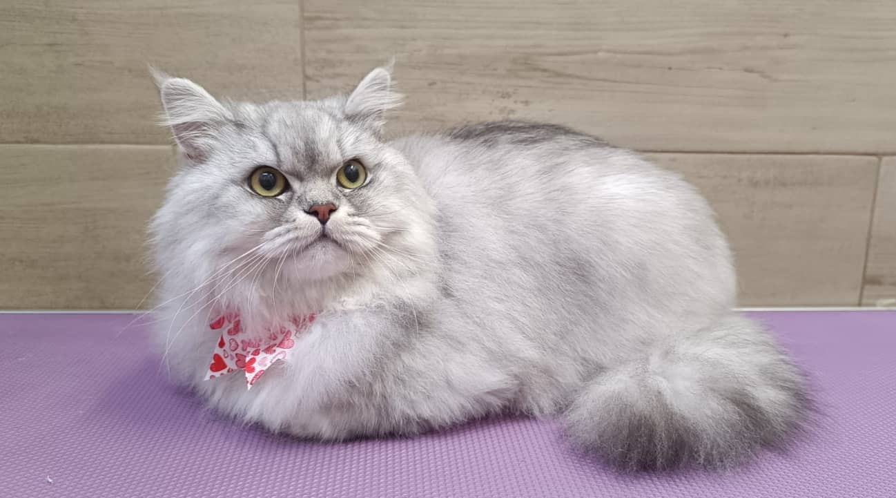 Toeletta - Gli Amici di Maverick — Toelettatura cani e gatti