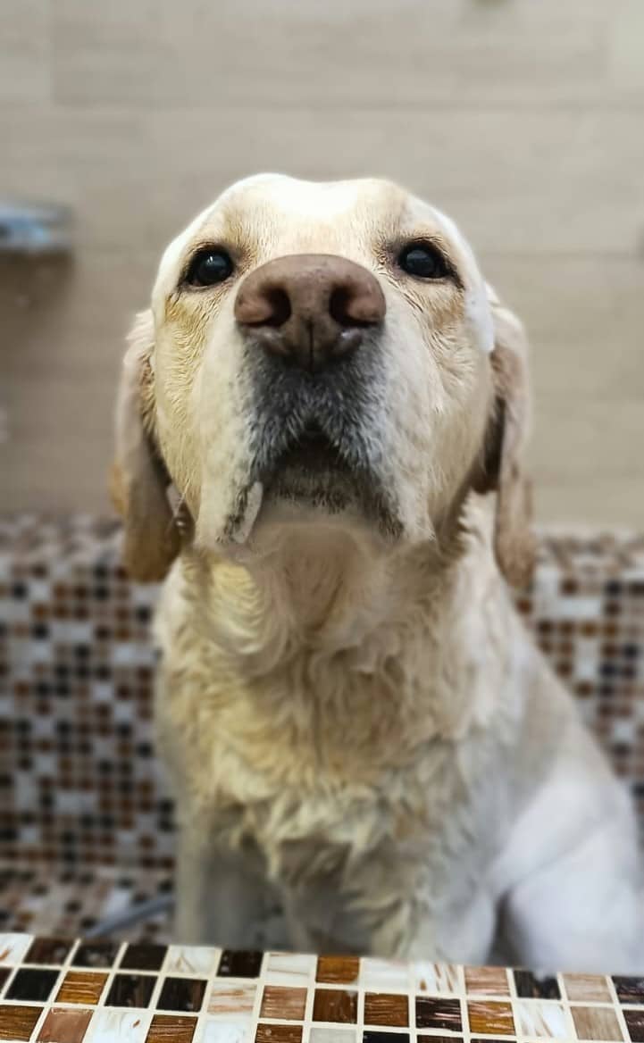 Toeletta - Gli Amici di Maverick — Toelettatura cani e gatti
