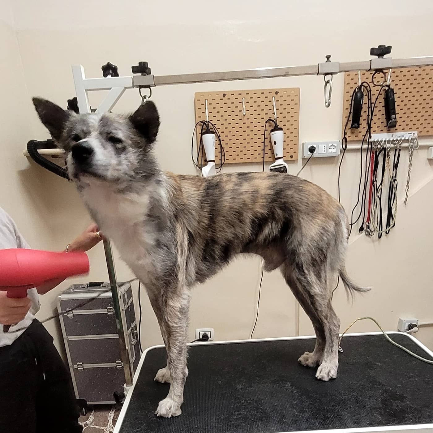 Toelettatura Le Sentinelle della Daunia — Toelettatura cani e gatti