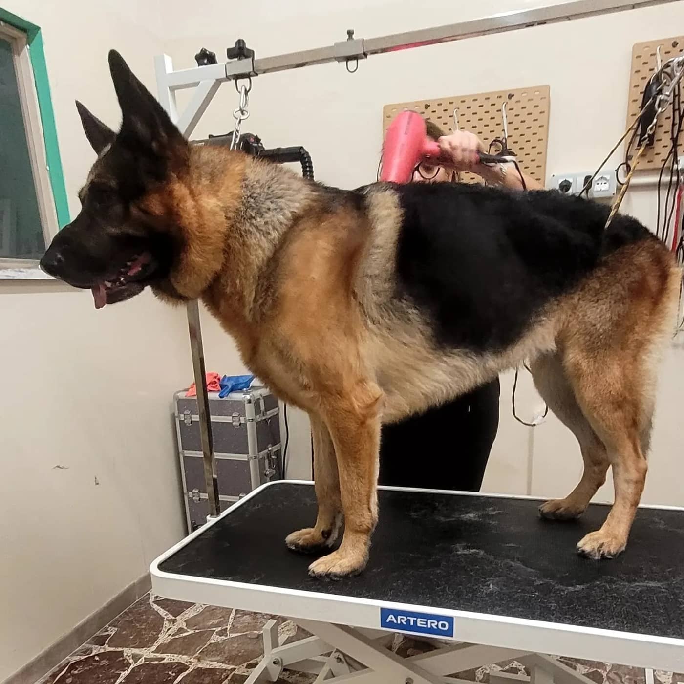 Toelettatura Le Sentinelle della Daunia — Toelettatura cani e gatti