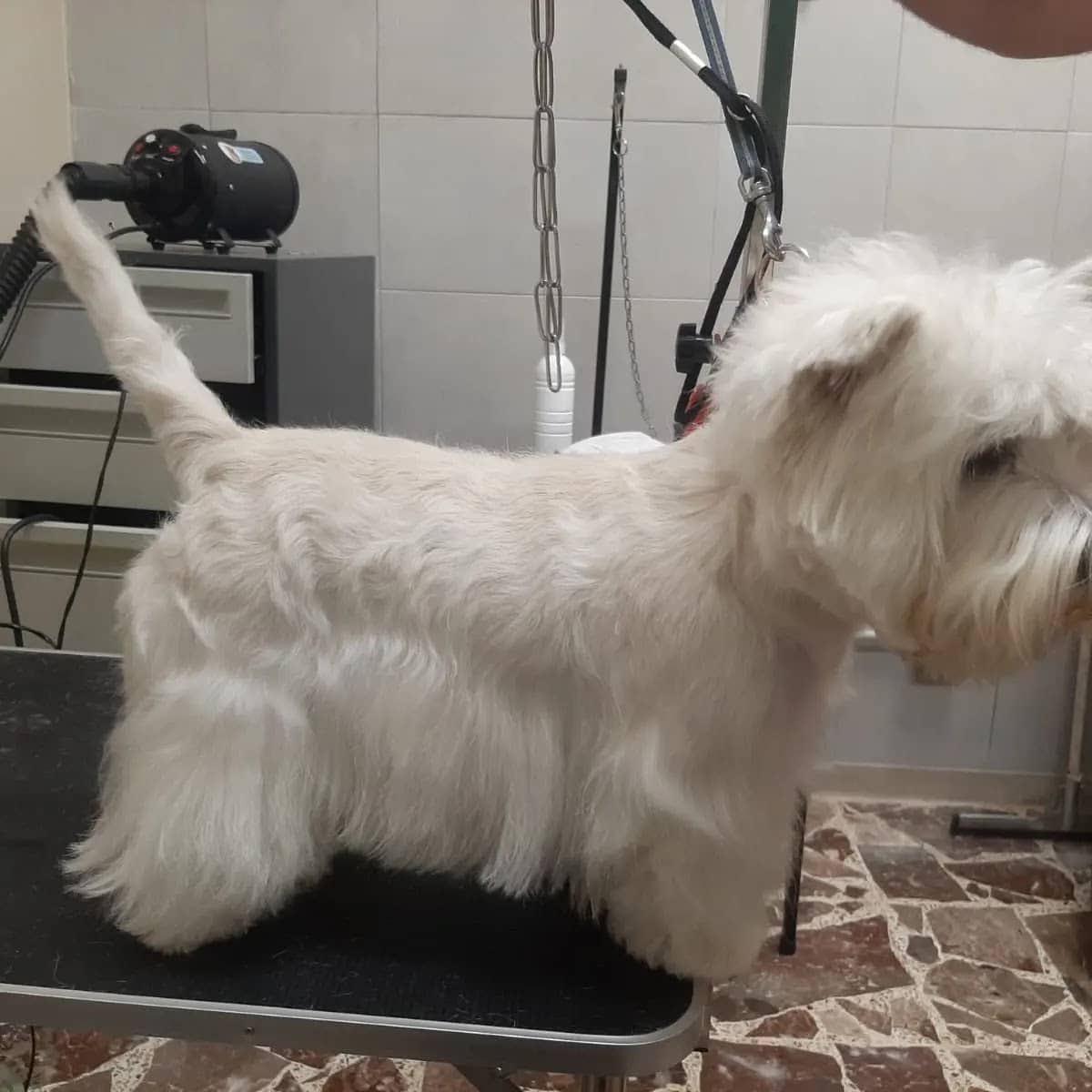 Toelettatura Le Sentinelle della Daunia — Toelettatura cani e gatti