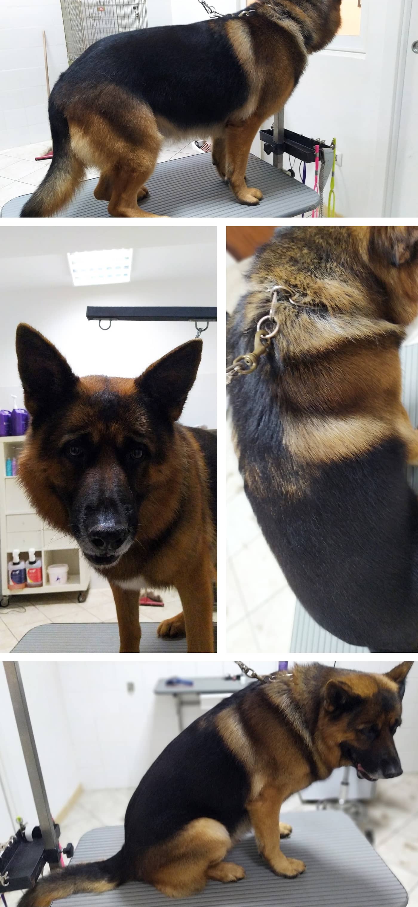 Toelettatura One Love — Toelettatura cani e gatti
